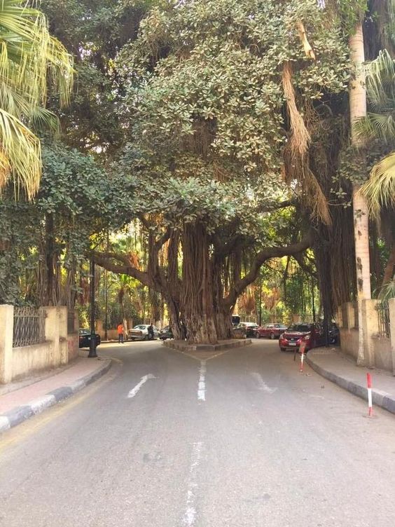 Zamalek Banyan Tree