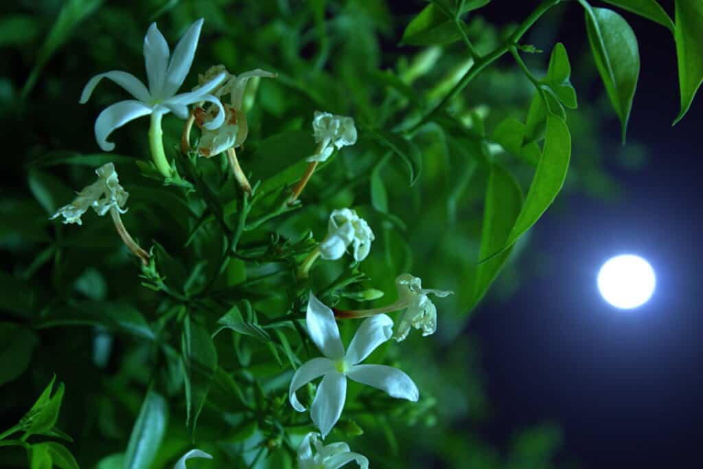 Jasmine in Moonlight