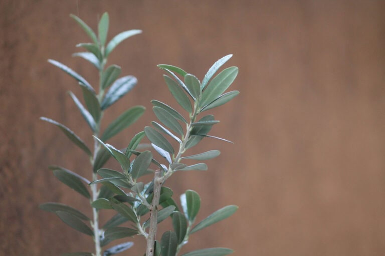 Olive branches upright