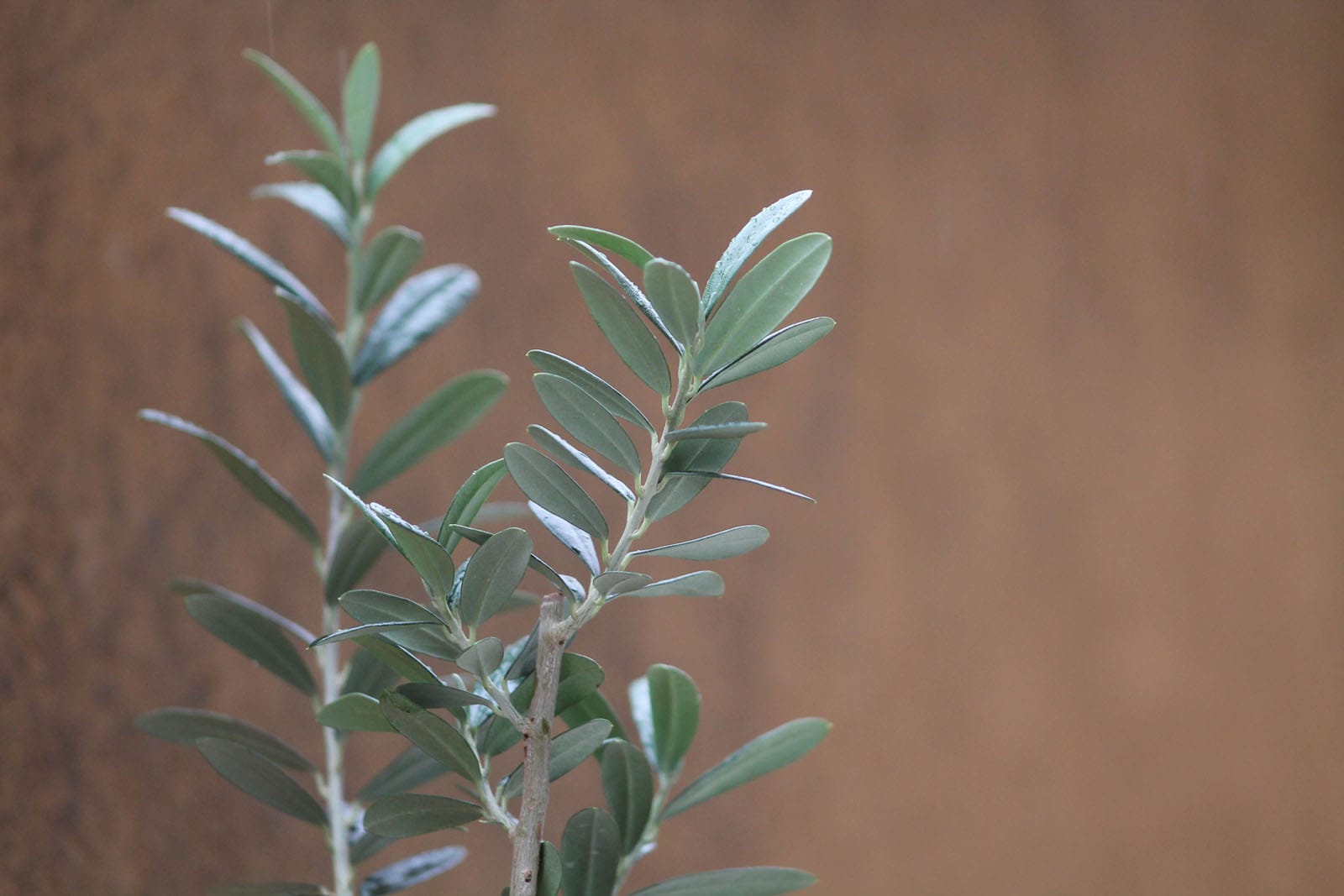 Olive branches upright