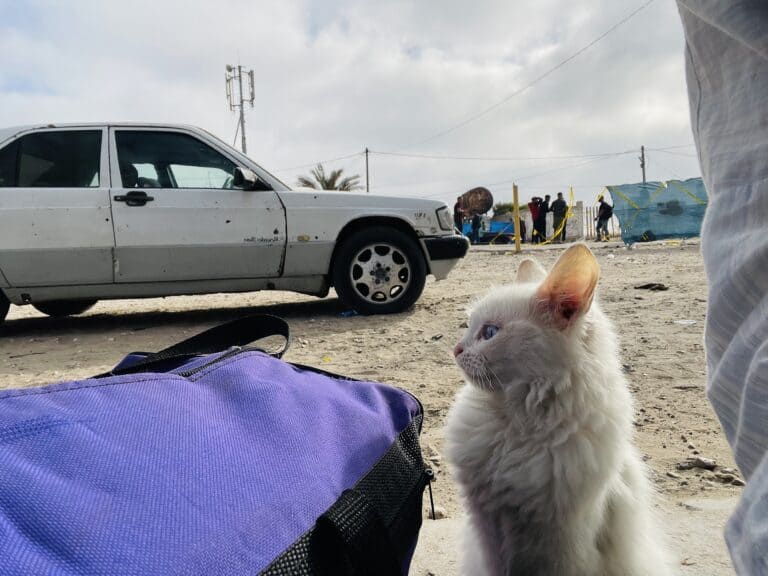 Cat in Gaza