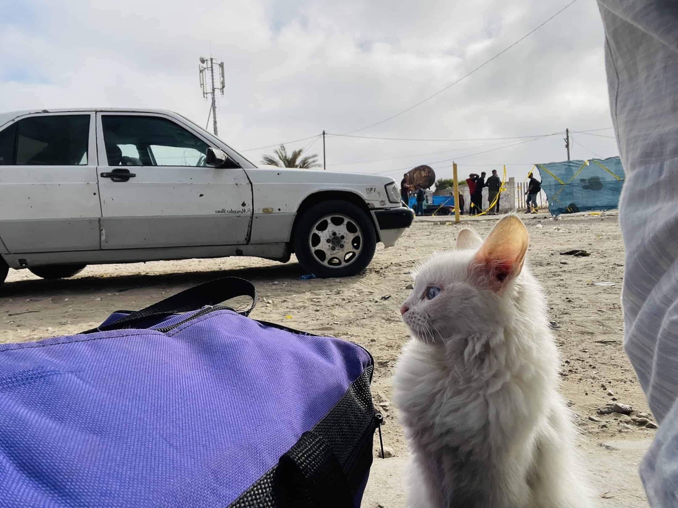 Cat in Gaza